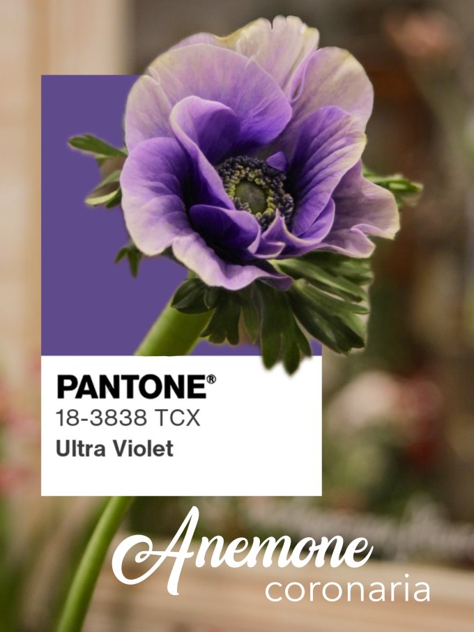 Fleurs de janvier photo 14